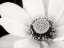 Picture of LOTUS FLOWER IV