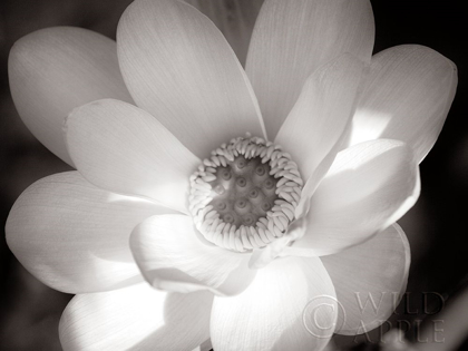 Picture of LOTUS FLOWER V