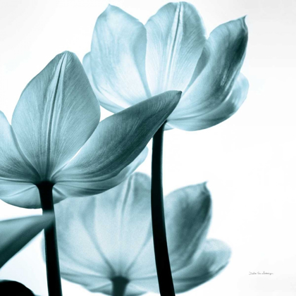 Picture of TRANSLUCENT TULIPS III SQ AQUA CROP