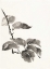 Picture of SUMI KIWI