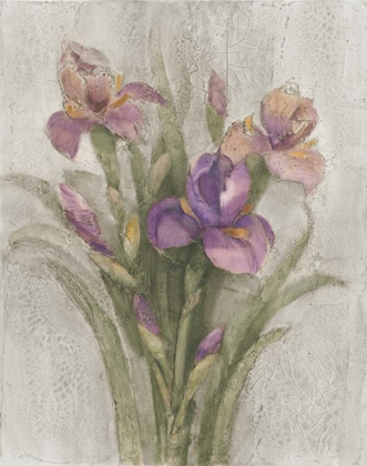 Picture of PURPLE IRIS GARDEN ON GREY