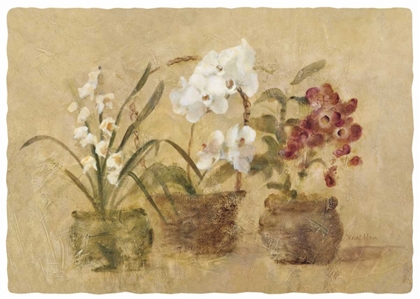 Picture of COLLECTION OF ORCHIDS-48X35.5