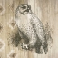 Picture of NATURAL HISTORY LODGE II