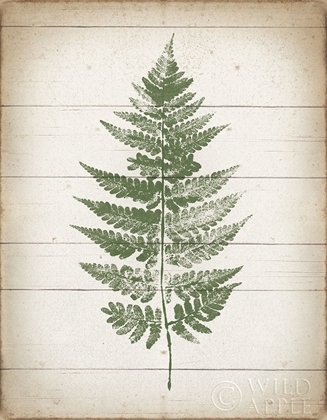 Picture of FERN PRINT I V2