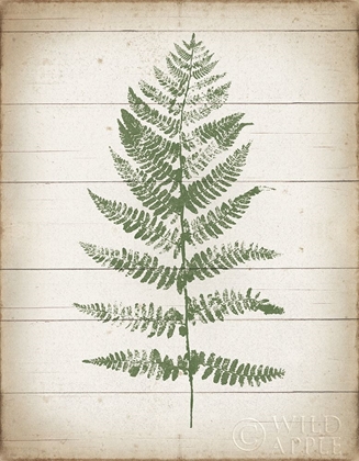 Picture of FERN PRINT II V2