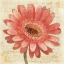 Picture of BLUSHING GERBERA