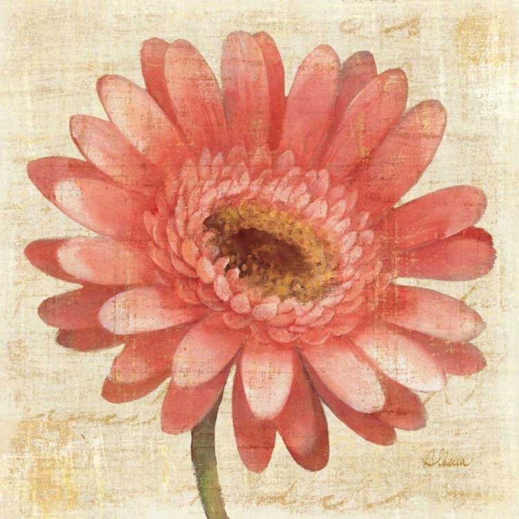 Picture of BLUSHING GERBERA