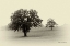 Picture of HORSES AND TRESS II