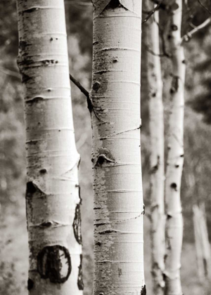 Picture of ASPENS I