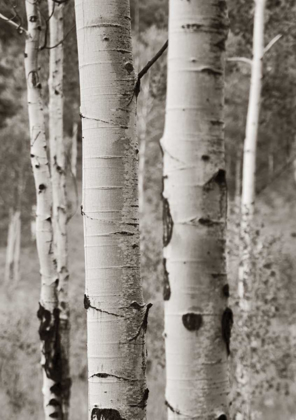 Picture of ASPENS II