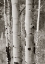 Picture of ASPENS II