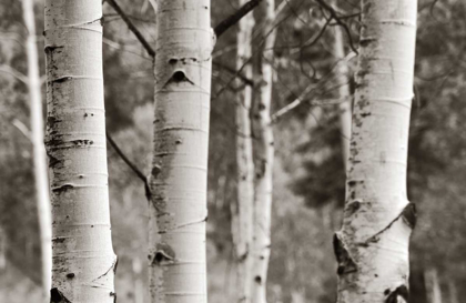 Picture of ASPENS  IV