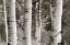 Picture of ASPENS  IV