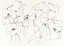 Picture of BLACK LINE POPPIES III