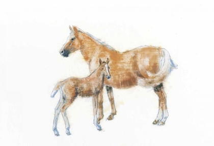 Picture of HORSE AND COLT