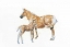 Picture of HORSE AND COLT
