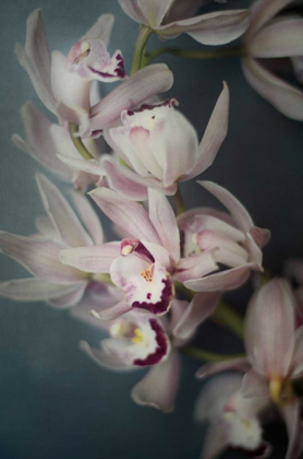 Picture of DARK ORCHID I