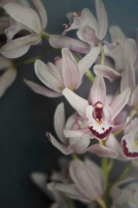 Picture of DARK ORCHID II