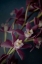 Picture of DARK ORCHID III