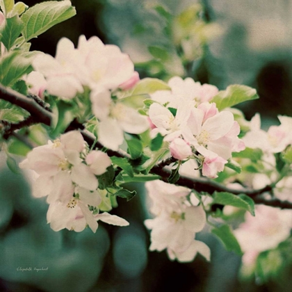 Picture of APPLE BLOSSOMS I CROP
