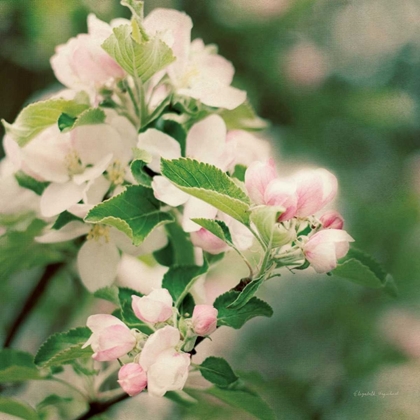 Picture of APPLE BLOSSOMS II CROP