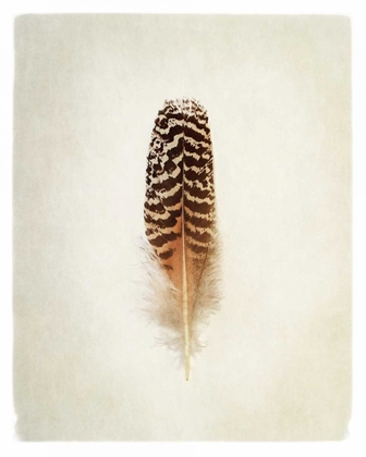 Picture of FEATHER I