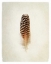 Picture of FEATHER I