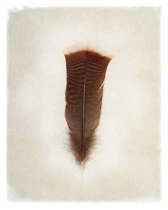 Picture of FEATHER III