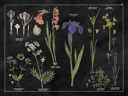 Picture of BOTANICAL FLORAL CHART II BLACK AND WHITE