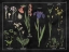 Picture of BOTANICAL FLORAL CHART II BLACK AND WHITE