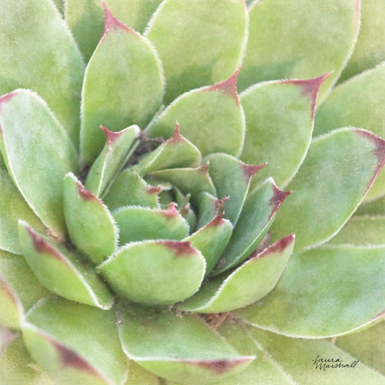 Picture of GARDEN SUCCULENTS IV COLOR