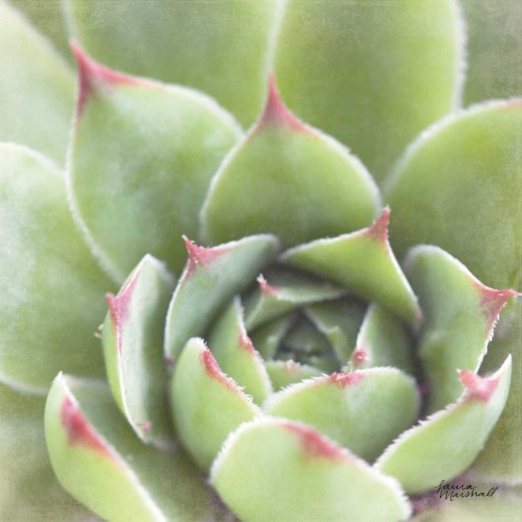 Picture of GARDEN SUCCULENTS III COLOR