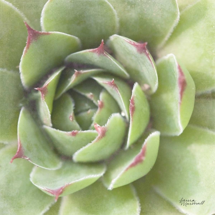 Picture of GARDEN SUCCULENTS II COLOR