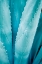 Picture of ABSTRACT AGAVA III COLOR