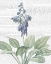 Picture of SUMMER BOTANICALS II