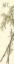 Picture of SUMMER BAMBOO I