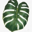 Picture of WELCOME TO PARADISE XIII ON WHITE