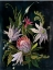Picture of FLOWER SHOW I
