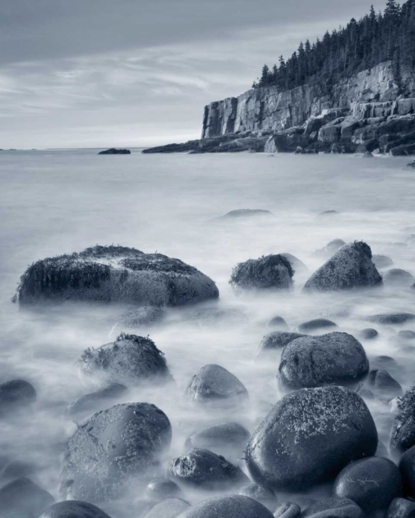 Picture of ACADIA COAST CROP