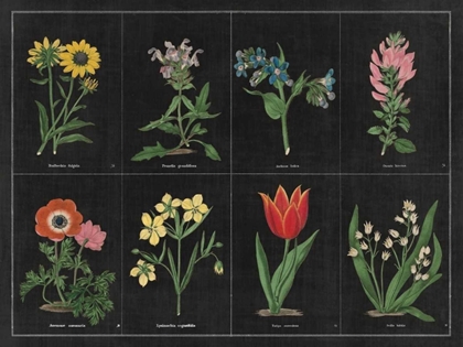 Picture of BOTANICAL ON BLACK CHART I