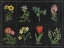 Picture of BOTANICAL ON BLACK CHART I