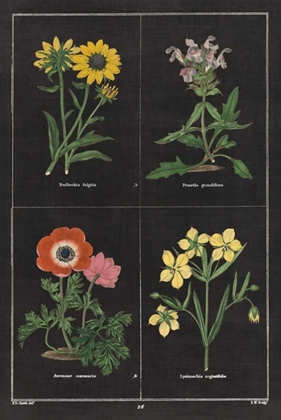 Picture of BOTANICAL ON BLACK CHART II