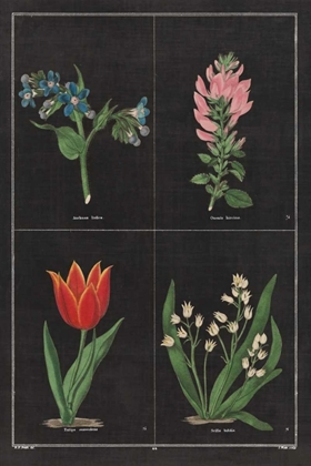Picture of BOTANICAL ON BLACK CHART III