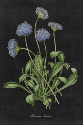 Picture of BOTANICAL ON BLACK CHART VII