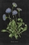 Picture of BOTANICAL ON BLACK CHART VII