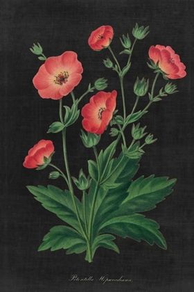 Picture of BOTANICAL ON BLACK CHART XII