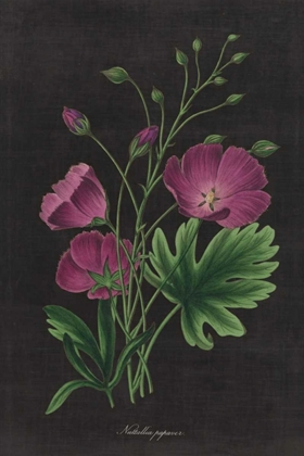 Picture of BOTANICAL ON BLACK CHART XIII