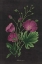 Picture of BOTANICAL ON BLACK CHART XIII