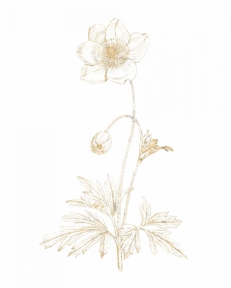 Picture of GILDED BOTANICAL II
