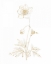 Picture of GILDED BOTANICAL II
